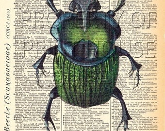 dictionary scarab